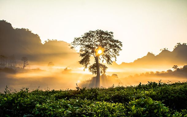 耳朵畸形有哪几种图片？该如何修复？